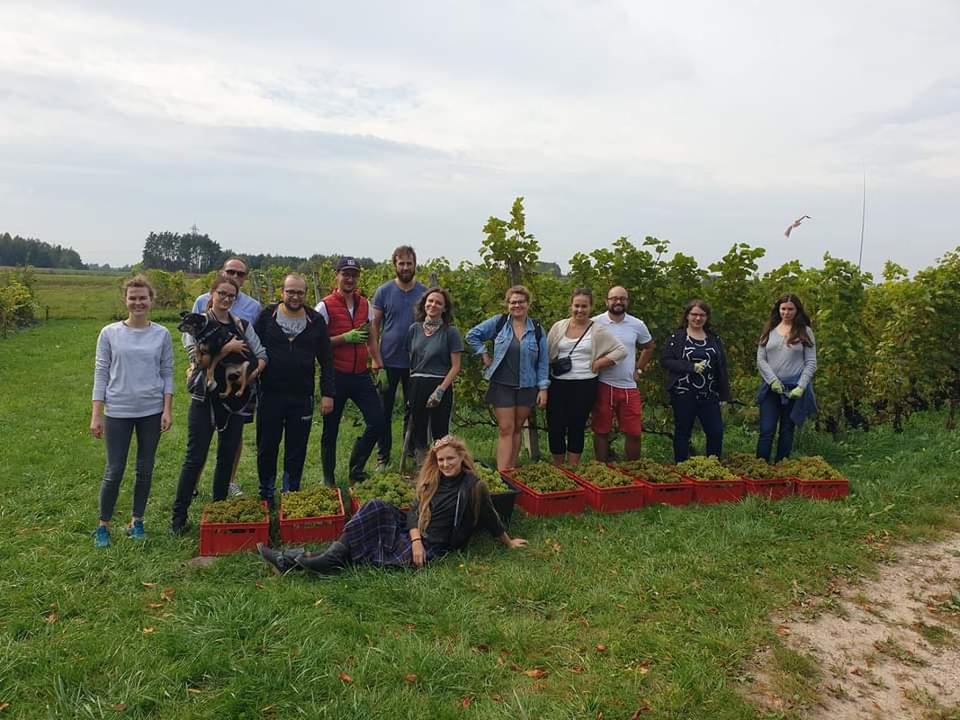 Winobranie 10 października. Zbieramy Biankę, Jutrzenkę, Regenta