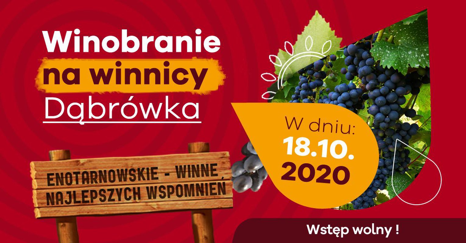 Winobranie na winnicy