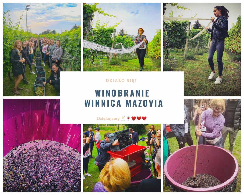 Winobranie w Winnicy MAZOVIA