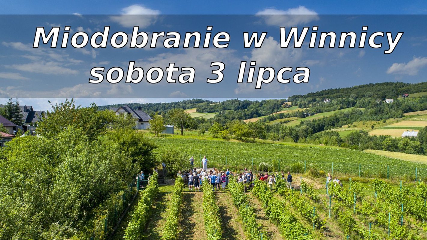 Miodobranie w Winnicy