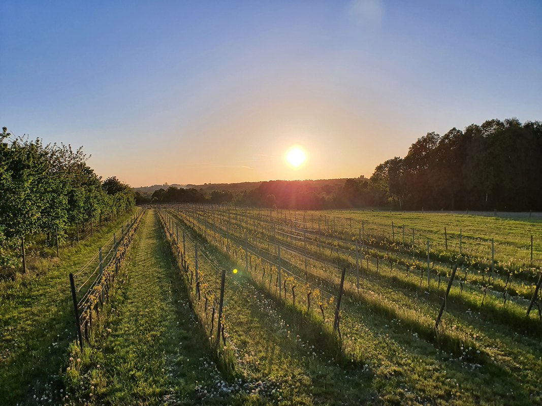 Chillout Na Winnicy - Dzień Otwarty! Winnica Zagrabie