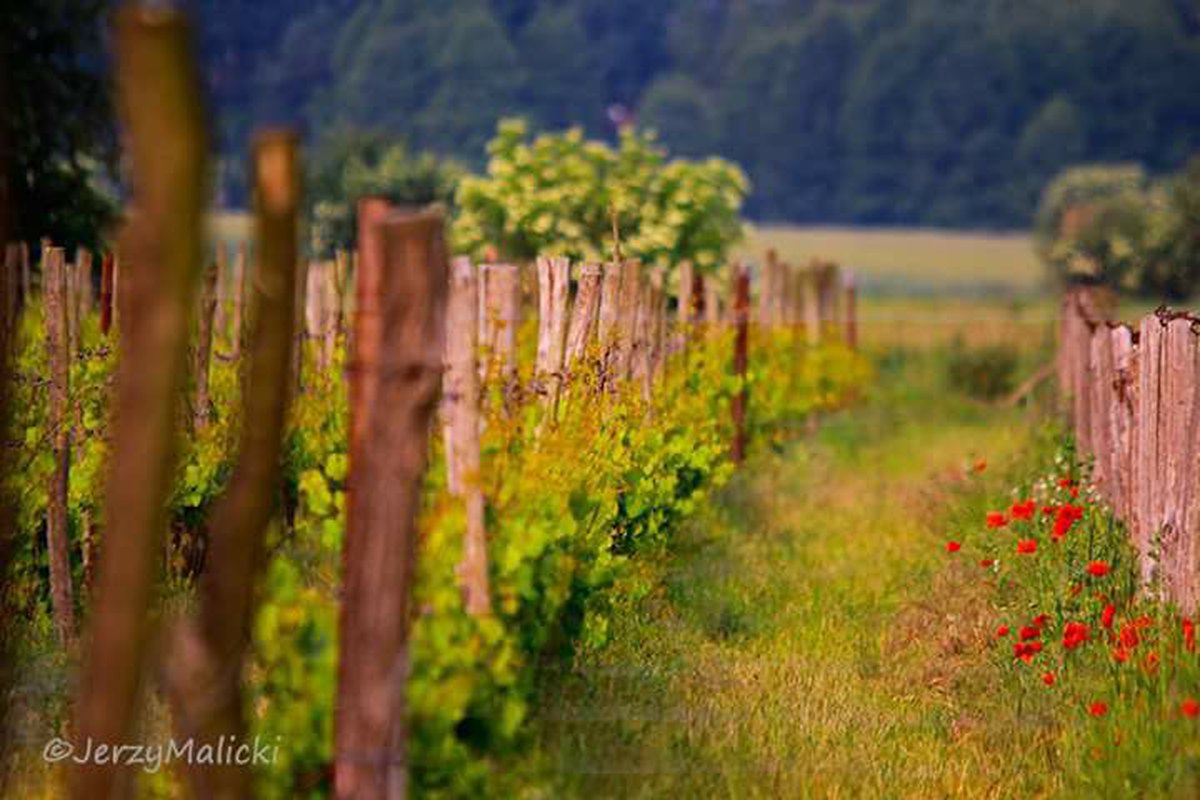 Wino i Konie