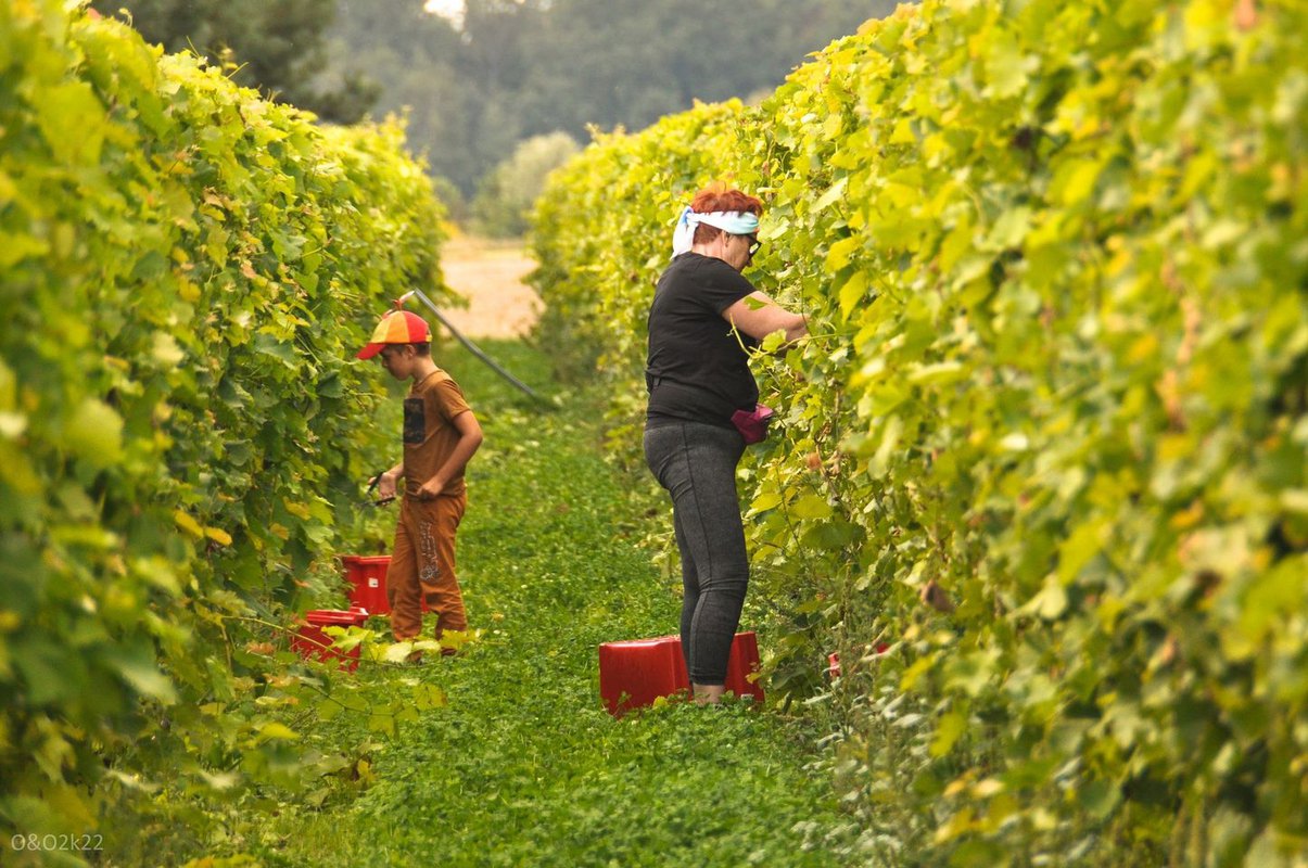 Winobranie 2022 - Cabernet i Regent, Winnica Witaj Słońce