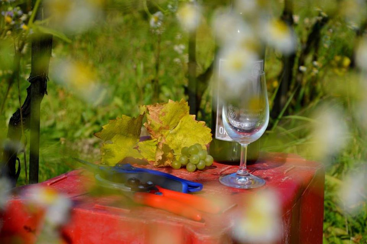 Winobranie 2018 #bezpracyniemawina
