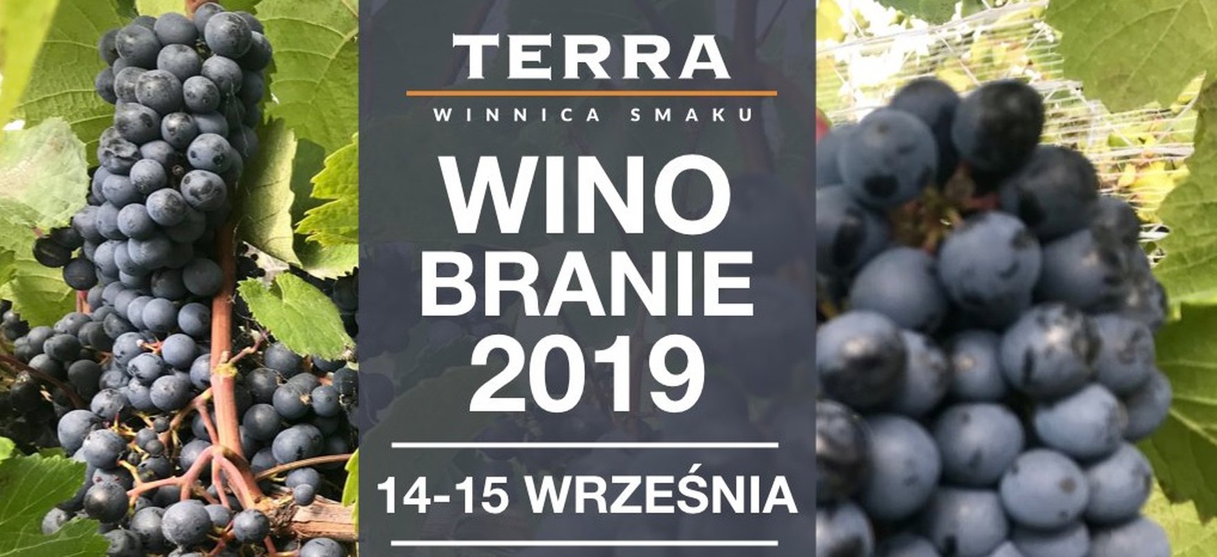 Winobranie w Winnicy TERRA