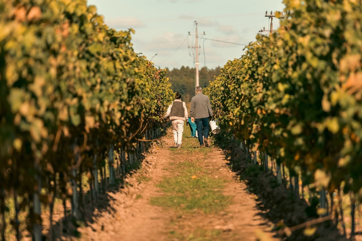 Winobranie & Wine Party