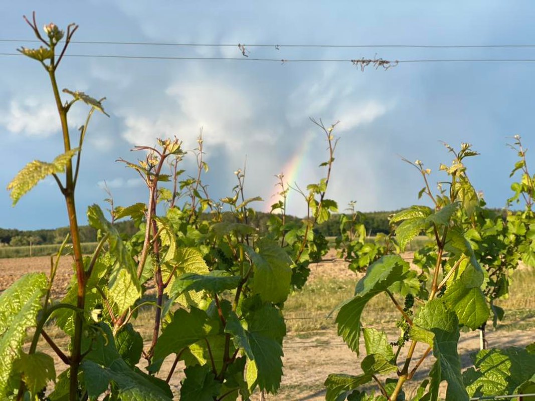 Weekend Otwartej Winnicy - Winnica Aris