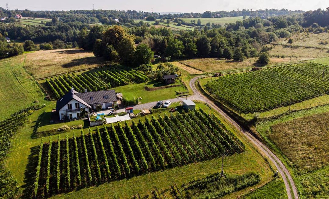 Wine Tour - Szlakiem Pogórzańskich Winnic