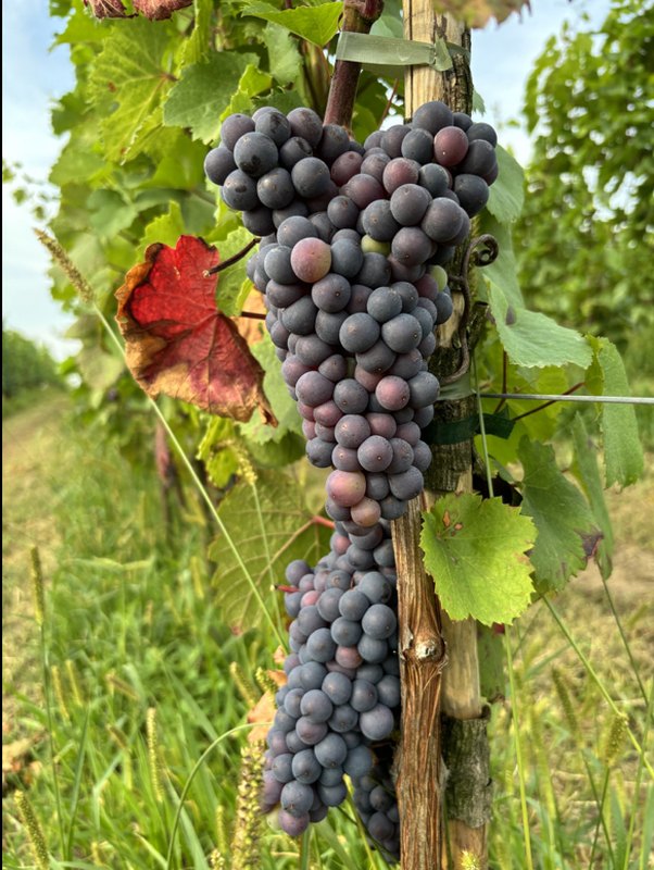 Sandomierskie winobranie