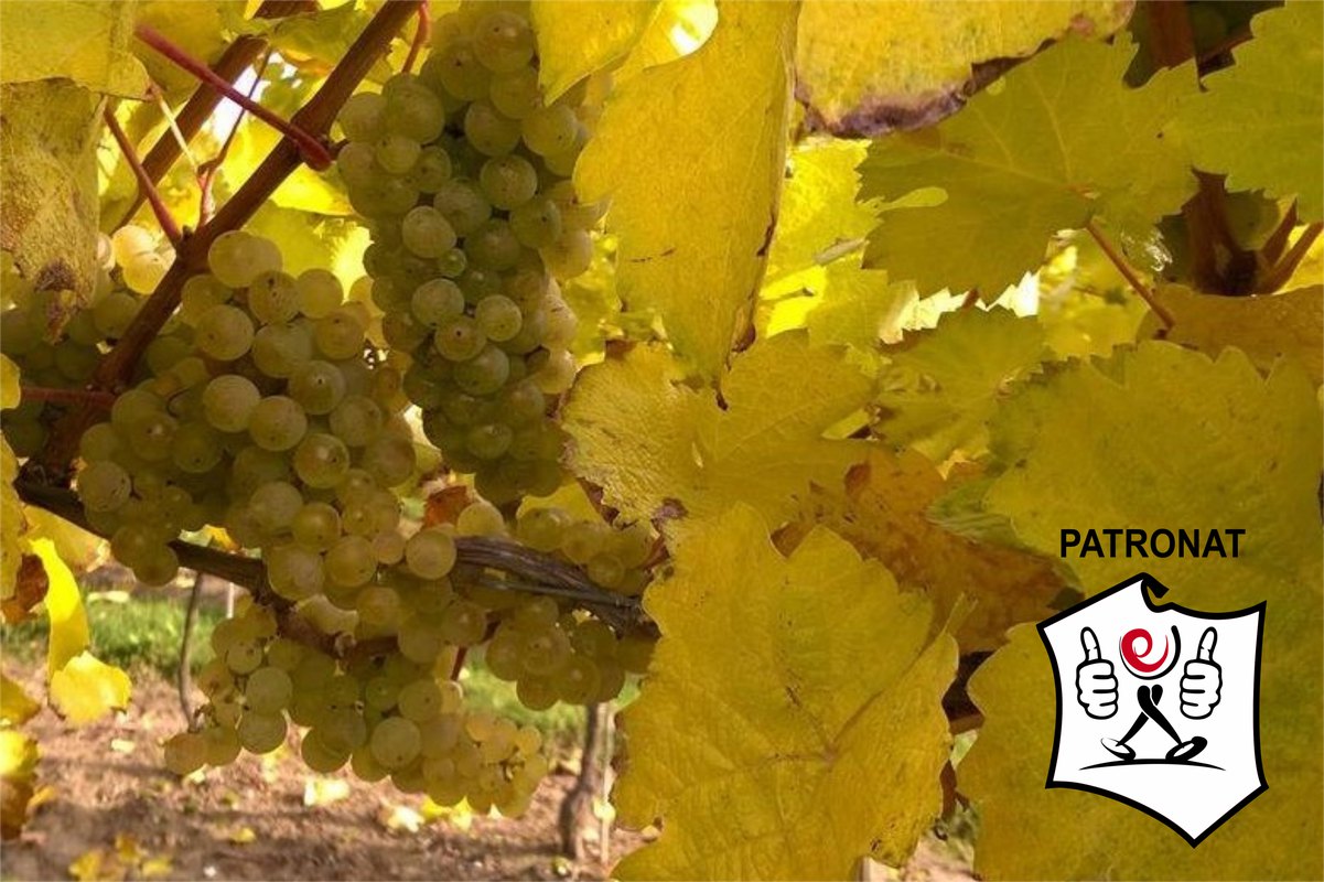 Kochamy Polskie Rieslingi